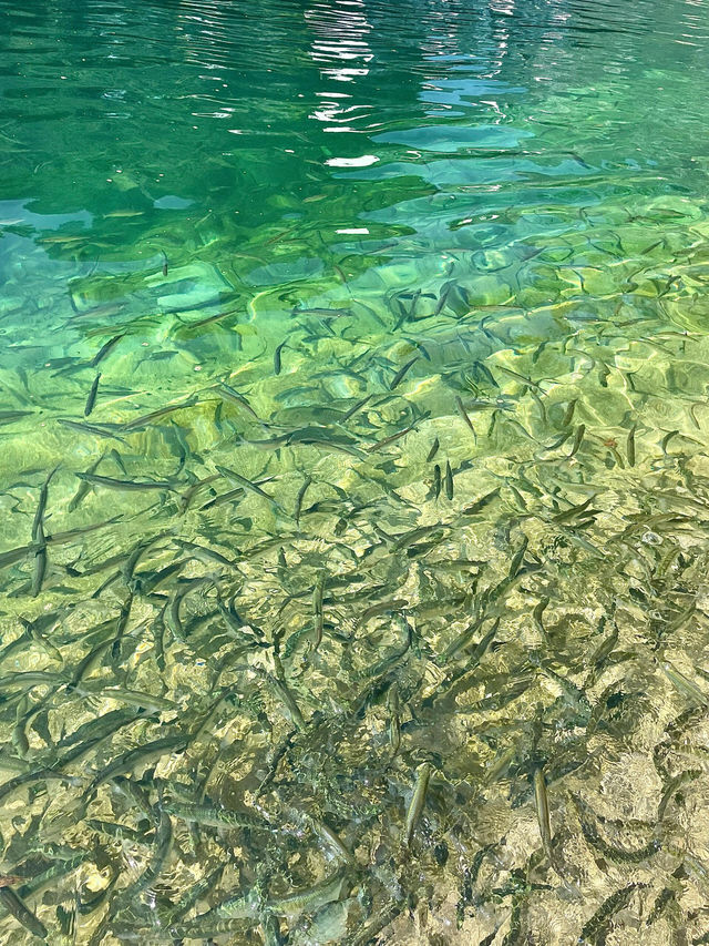 天峨最全藍刀魚觀賞點！