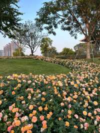 深圳桂灣公園｜人少巨舒服，宮崎駿漫畫公園花又開了！