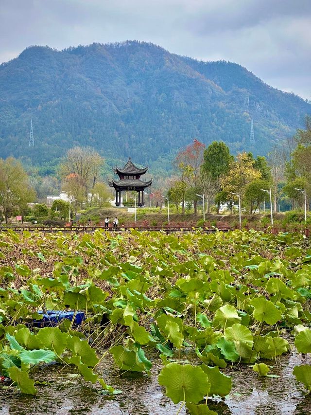 黟縣秘境屏山：畫中鄉村的寧靜與美好