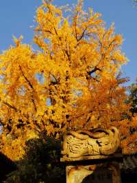 擁有千年古銀杏的能仁寺
