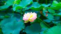 來到成都了，怎能不去人民公園逛逛呢