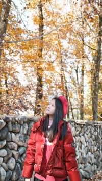 楠溪江紅楓古道的楓葉紅了