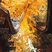 地鐵直達｜滿園金色，寶輪寺的銀杏黃了❗️||屬於重慶的冬日氛圍感已經拉滿