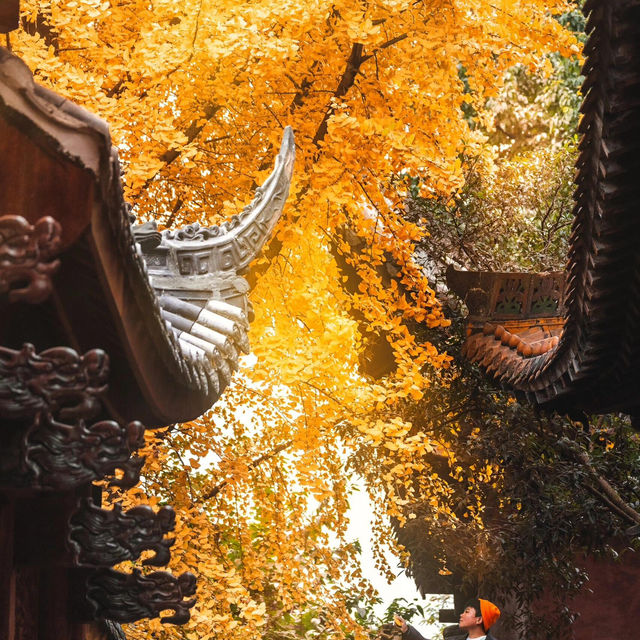 地鐵直達｜滿園金色，寶輪寺的銀杏黃了❗️||屬於重慶的冬日氛圍感已經拉滿