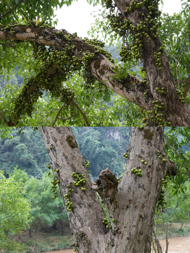 孟連 | 雲南邊陲的小眾風情小鎮