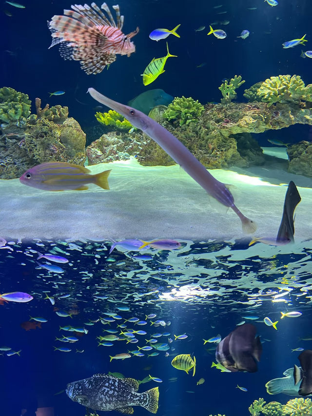 福岡海洋世界景點攻略精彩的海豚和海獅表演適合全家大小一同遊玩的景點。
