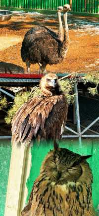 春節假期一定要來打卡的西霞口神雕山野生動物園