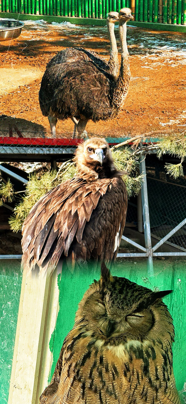 春節假期一定要來打卡的西霞口神雕山野生動物園