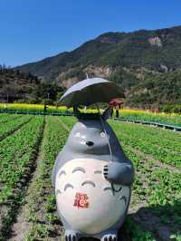 福州賞油菜花觀賞攻略