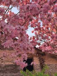 江門綠美生態園：實拍最美紫花風鈴木