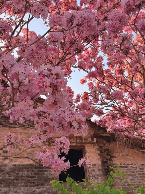 江門綠美生態園：實拍最美紫花風鈴木