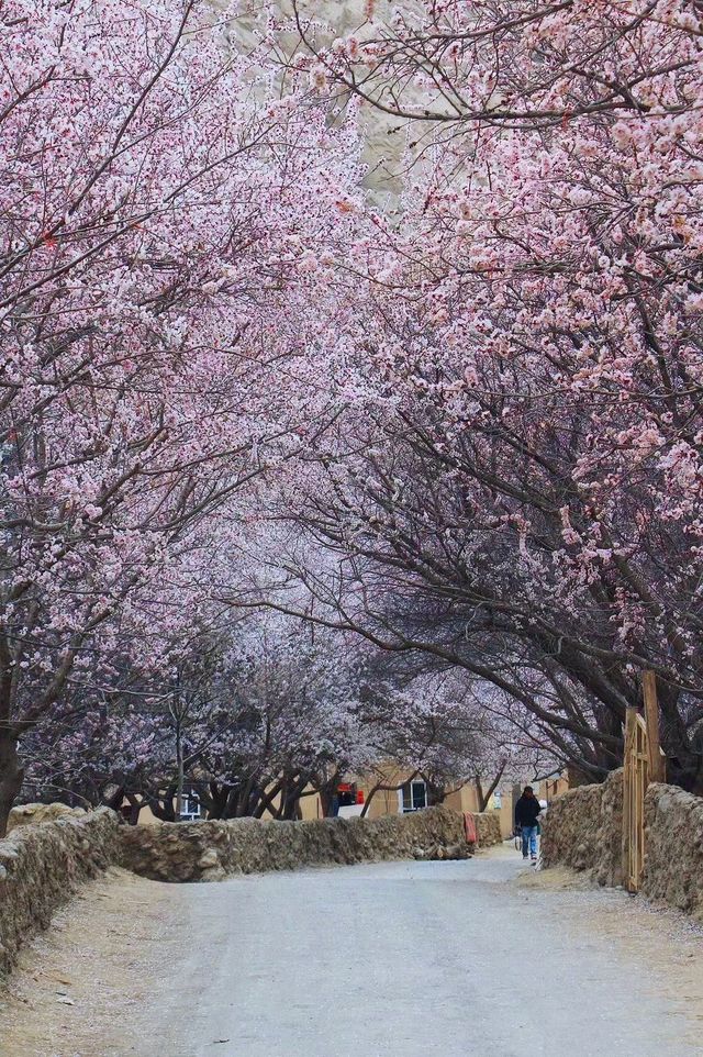 南疆杏花之旅 | 赴一場春日限定浪漫