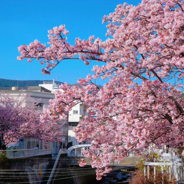2月錯峰去日本！伊豆河津早櫻🌸人少景美