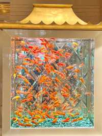 澳門永利皇宮發財魚缸打卡路線