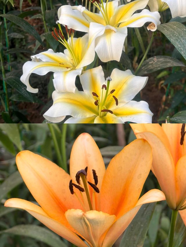 百合花開，綠博園之約 