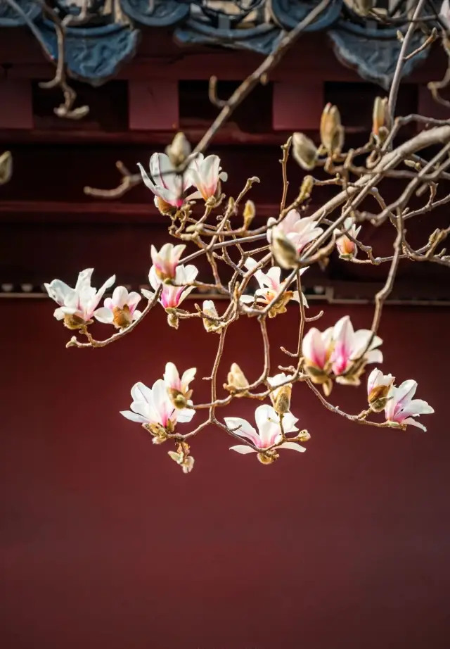 White jade hairpins bloom on branches, carefree and greenless.