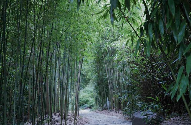 走進安吉