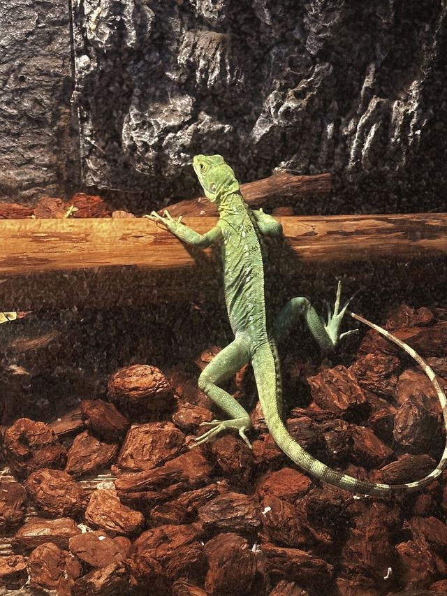 救命！誰能想到南通森林動物園這麼絕，玩到不想走