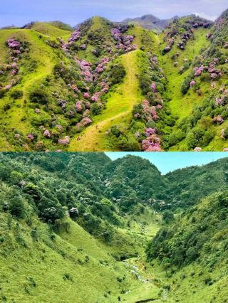 下個月！廣東這個高山草甸滿山杜鵑花盛開！