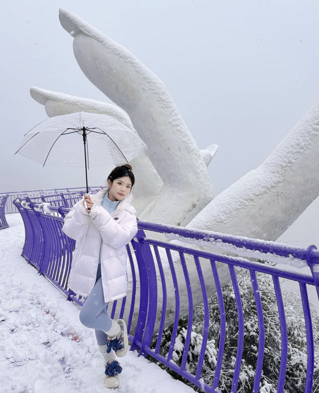 萬畝櫻花田，配上雪景真美了