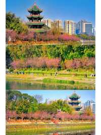 成都！地鐵直達！紅梅遇上中式建築真的封神