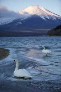 比起河口湖更愛山中湖的富士山