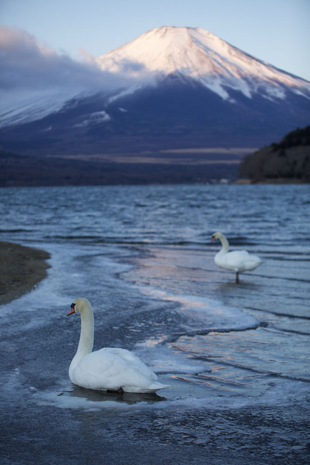 比起河口湖更愛山中湖的富士山