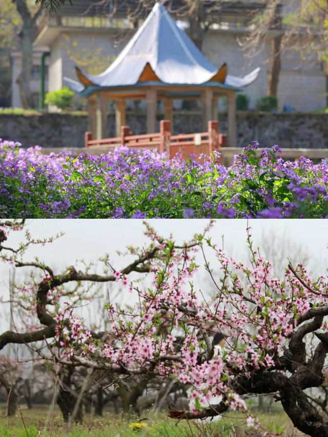 花開滿城，信陽市區賞花攻略來咯！
