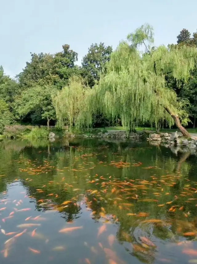 西湖花港觀魚賞荷花攻略來啦