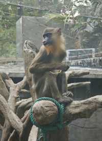 廣州動物園20元的快樂