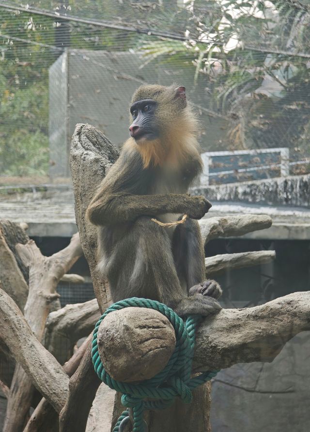 廣州動物園20元的快樂