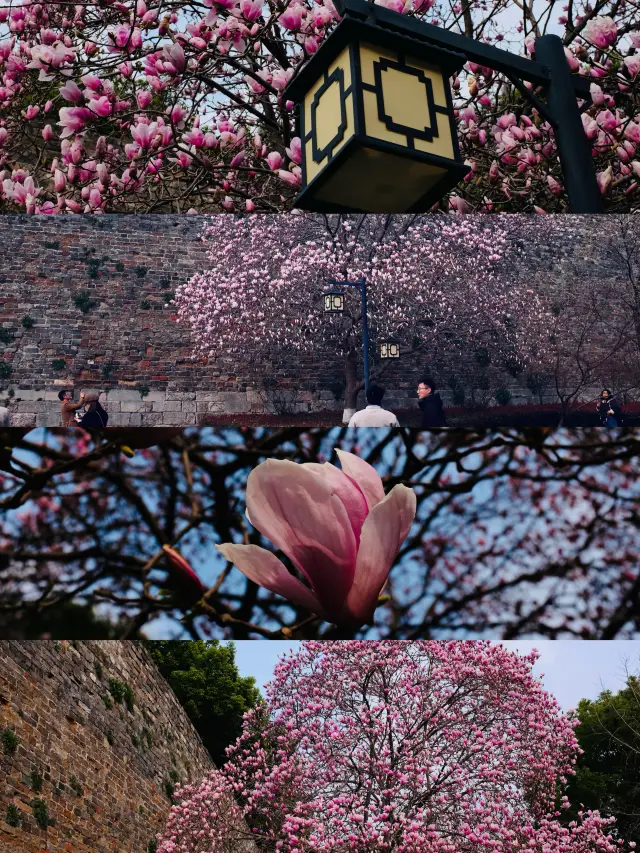 Hanzhong Gate | Yulan Magnolia