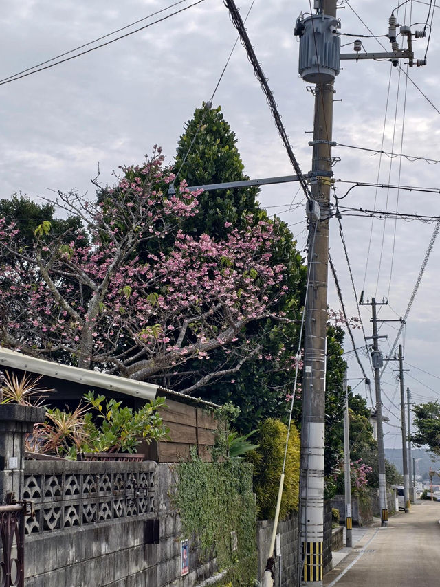 市區即達！邂逅沖繩春日限定浪漫