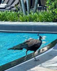 Enjoy a Relaxing Day at Sentosa Beach