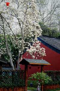 南京清涼山玉蘭