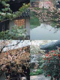 蘇州園林 | 春花灼灼閒庭信步早春賞花攻略