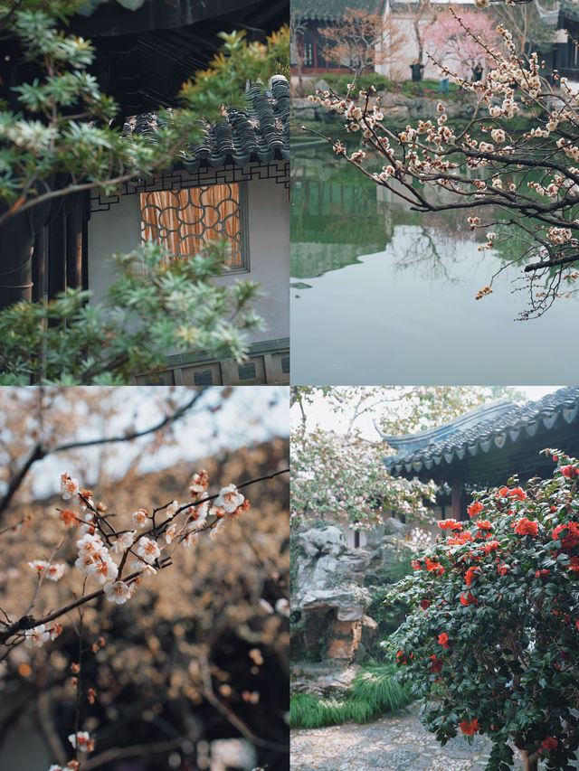 蘇州園林 | 春花灼灼閒庭信步早春賞花攻略