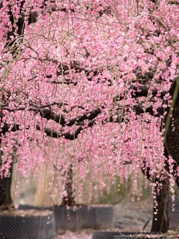 Discover the Hidden Gem of Longmei Plum Blossoms in Jinhua!
