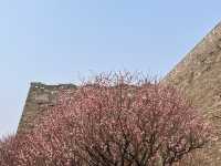 明城牆遺址的梅花～
