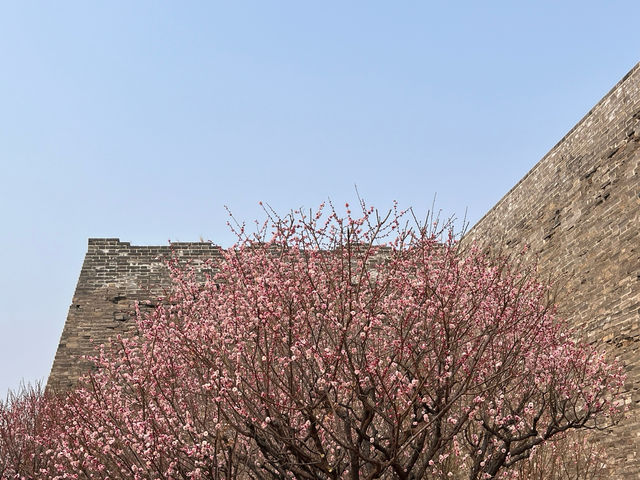 明城牆遺址的梅花～