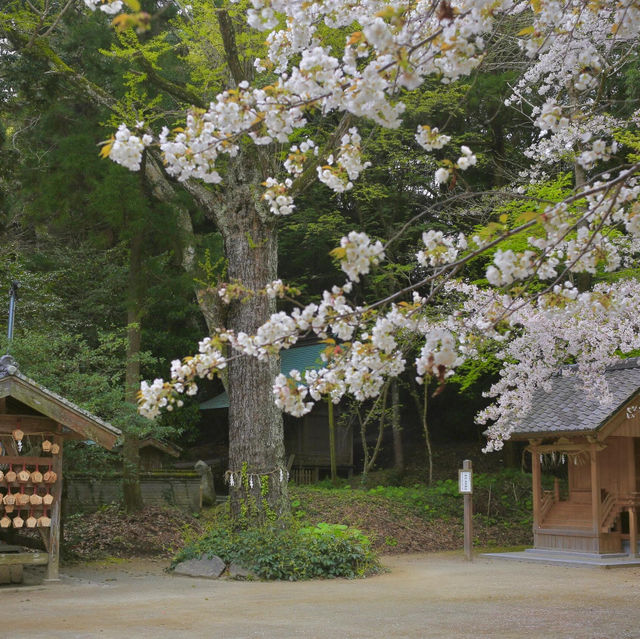 🌺福岡系島 | 被低估的隱藏寶藏景點