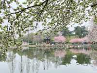南京這個免費公園才是春日賞花天花板吧！