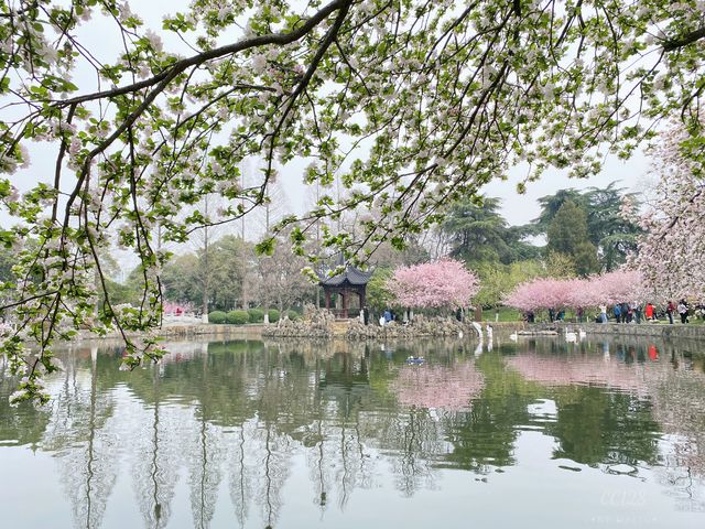 南京這個免費公園才是春日賞花天花板吧！