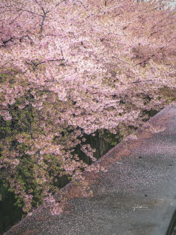 京都で桜が咲いた？今年の第一陣の桜難民です！