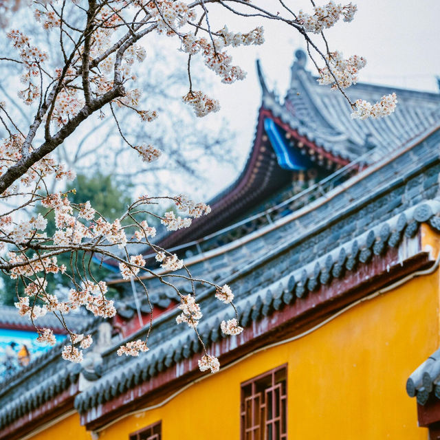 武漢櫻花季｜龍華寺的櫻花開了🌸