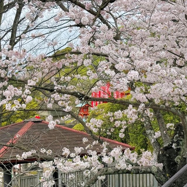 🌸名古屋旁竟藏著這等賞櫻寶地！犬山強推！