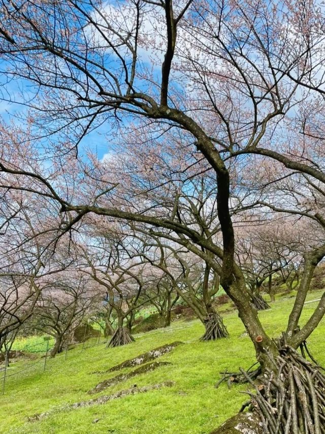 《鶴鳴山：春日青梅、秋季雲海，川西的季節限定浪漫！》