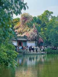 深圳園博園，邂逅絕美花海附拍照攻略