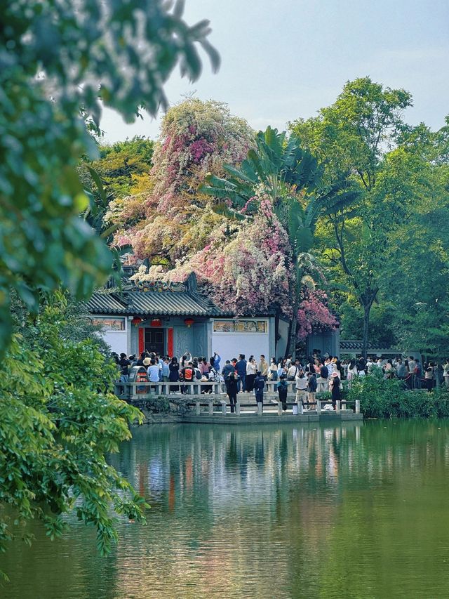 深圳園博園，邂逅絕美花海附拍照攻略