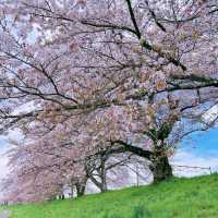 🌸白石川堤一目千本櫻，這趟真不虛此行！